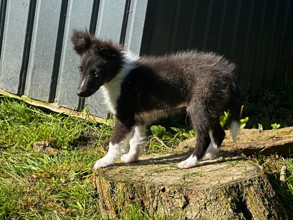 Valak the black legend De la foret des reves bleus