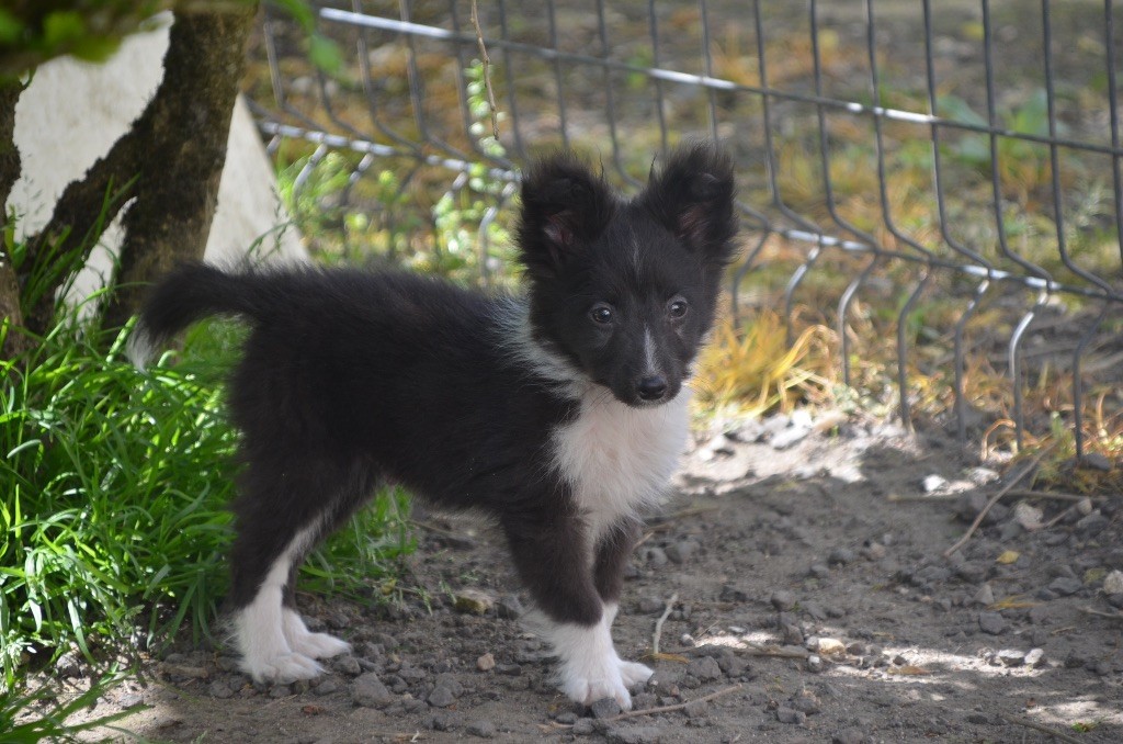 Valak the black legend De la foret des reves bleus