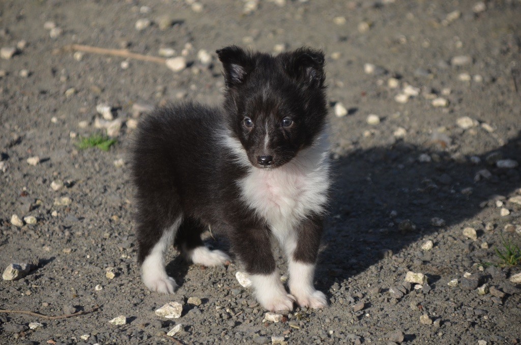 Valak the black legend De la foret des reves bleus