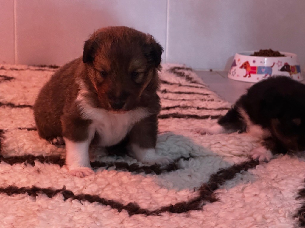 De La Forêt De Milassya - Chiot disponible  - Shetland Sheepdog