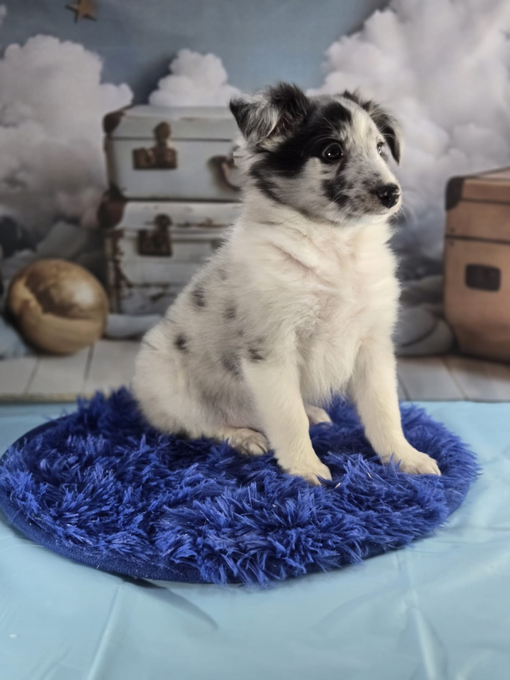 De La Forêt De Milassya - Chiots disponibles - Shetland Sheepdog