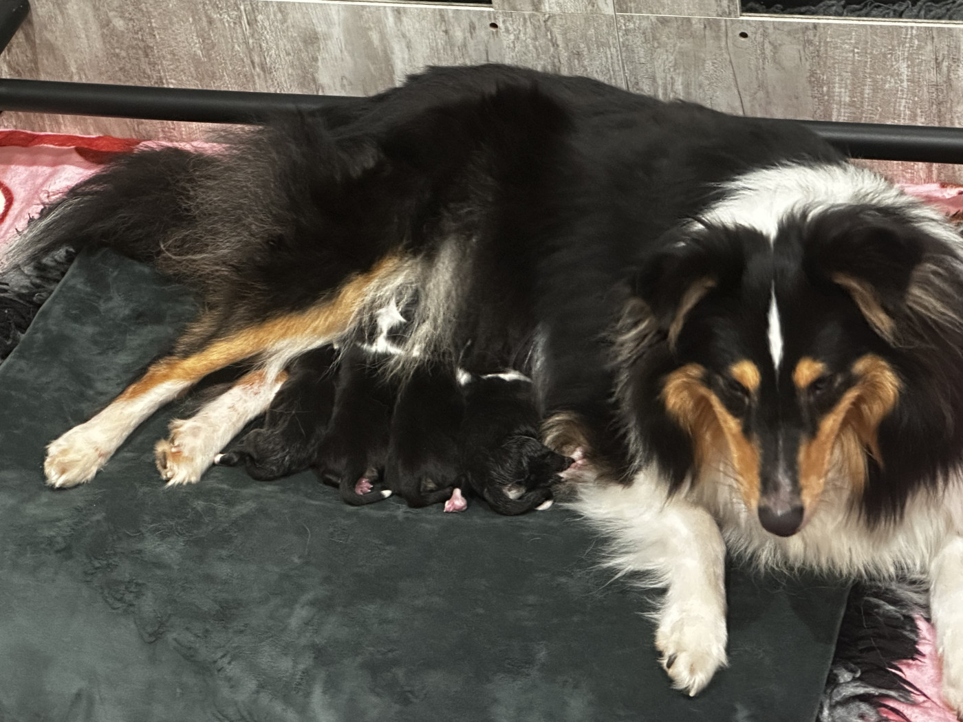 Chiot Shetland Sheepdog De La Forêt De Milassya