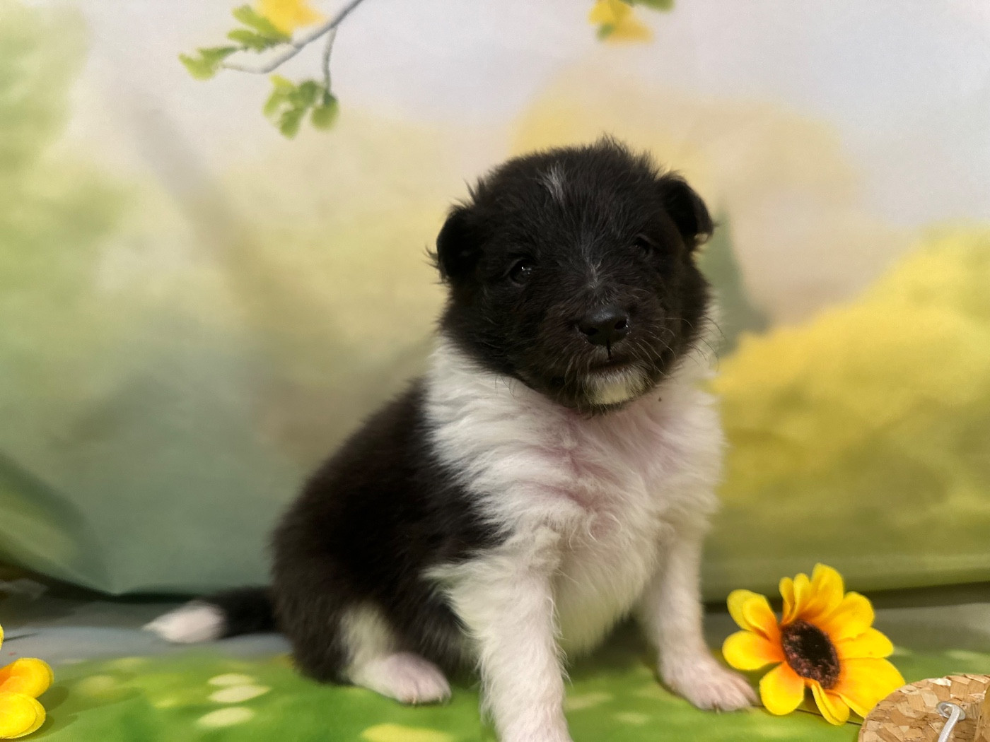 De La Forêt De Milassya - Chiots disponibles - Shetland Sheepdog