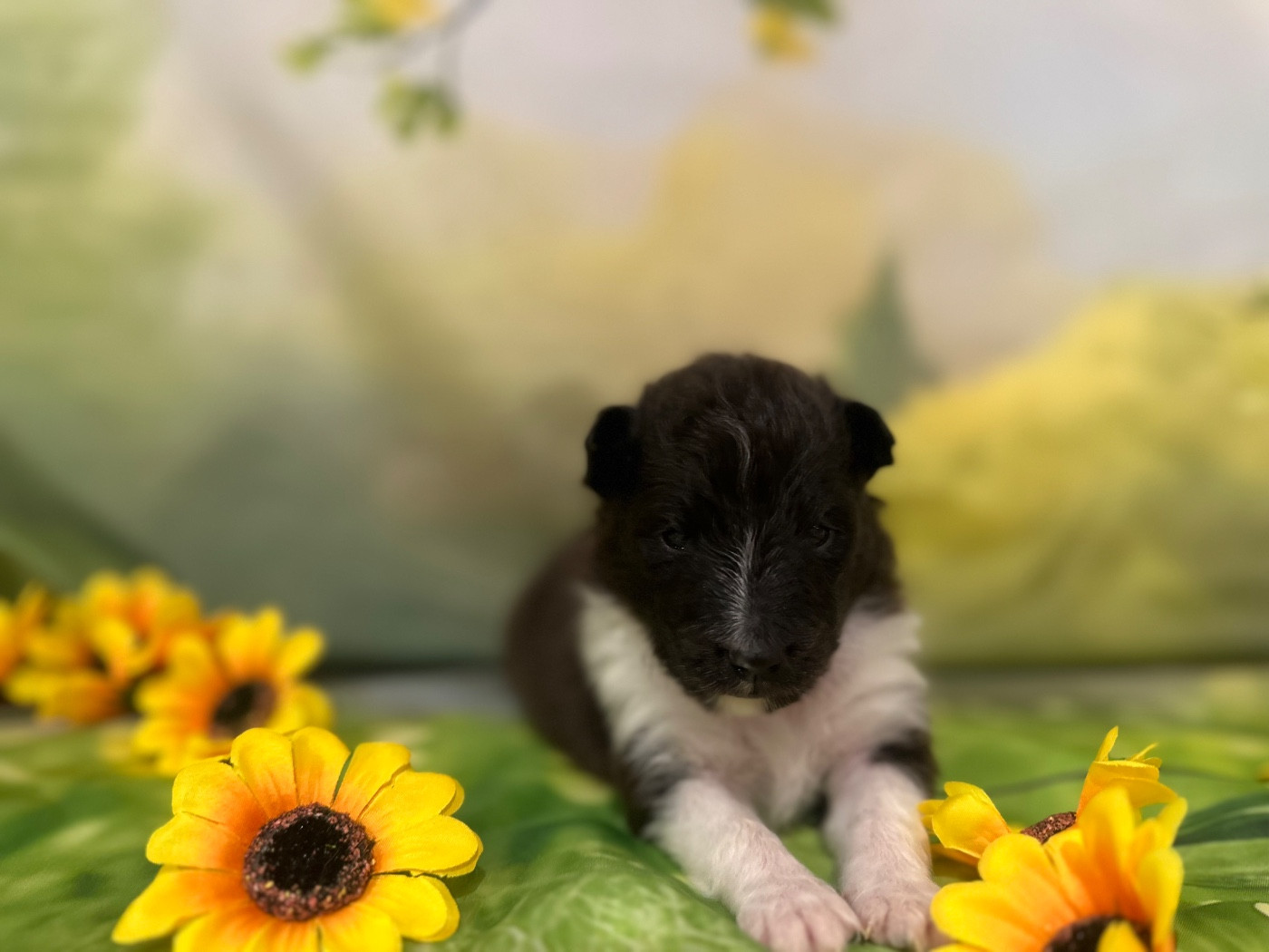 De La Forêt De Milassya - Chiots disponibles - Shetland Sheepdog