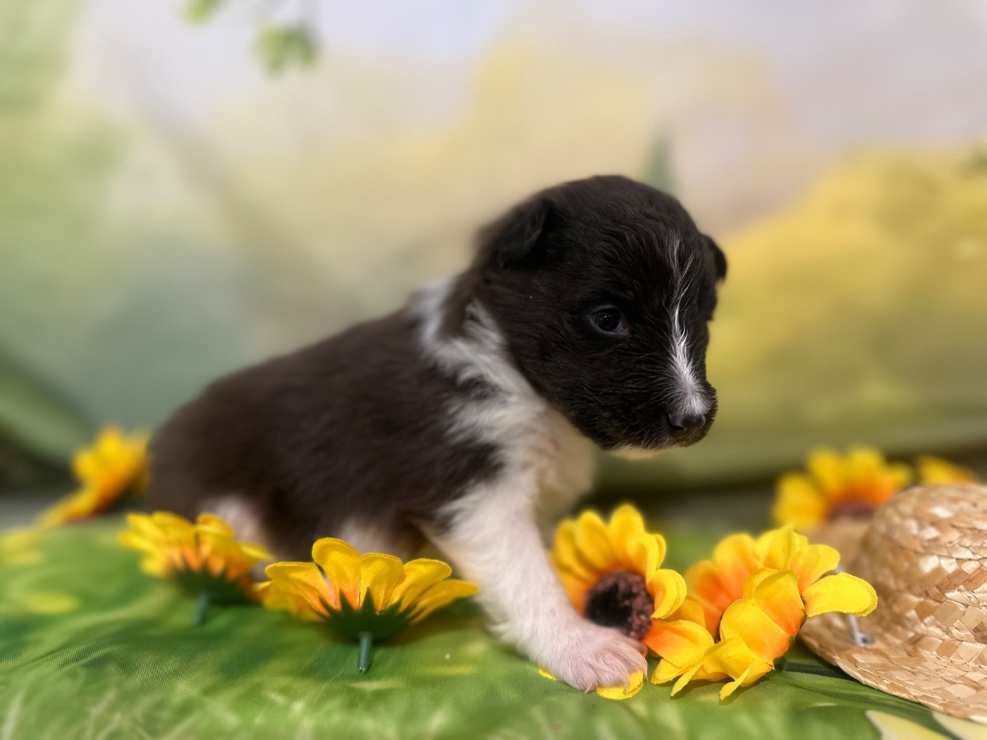 De La Forêt De Milassya - Chiots disponibles - Shetland Sheepdog