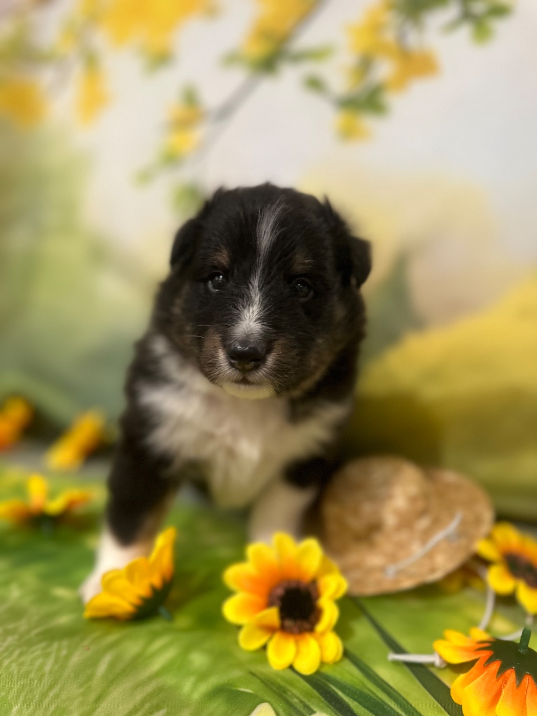 De La Forêt De Milassya - Chiots disponibles - Shetland Sheepdog