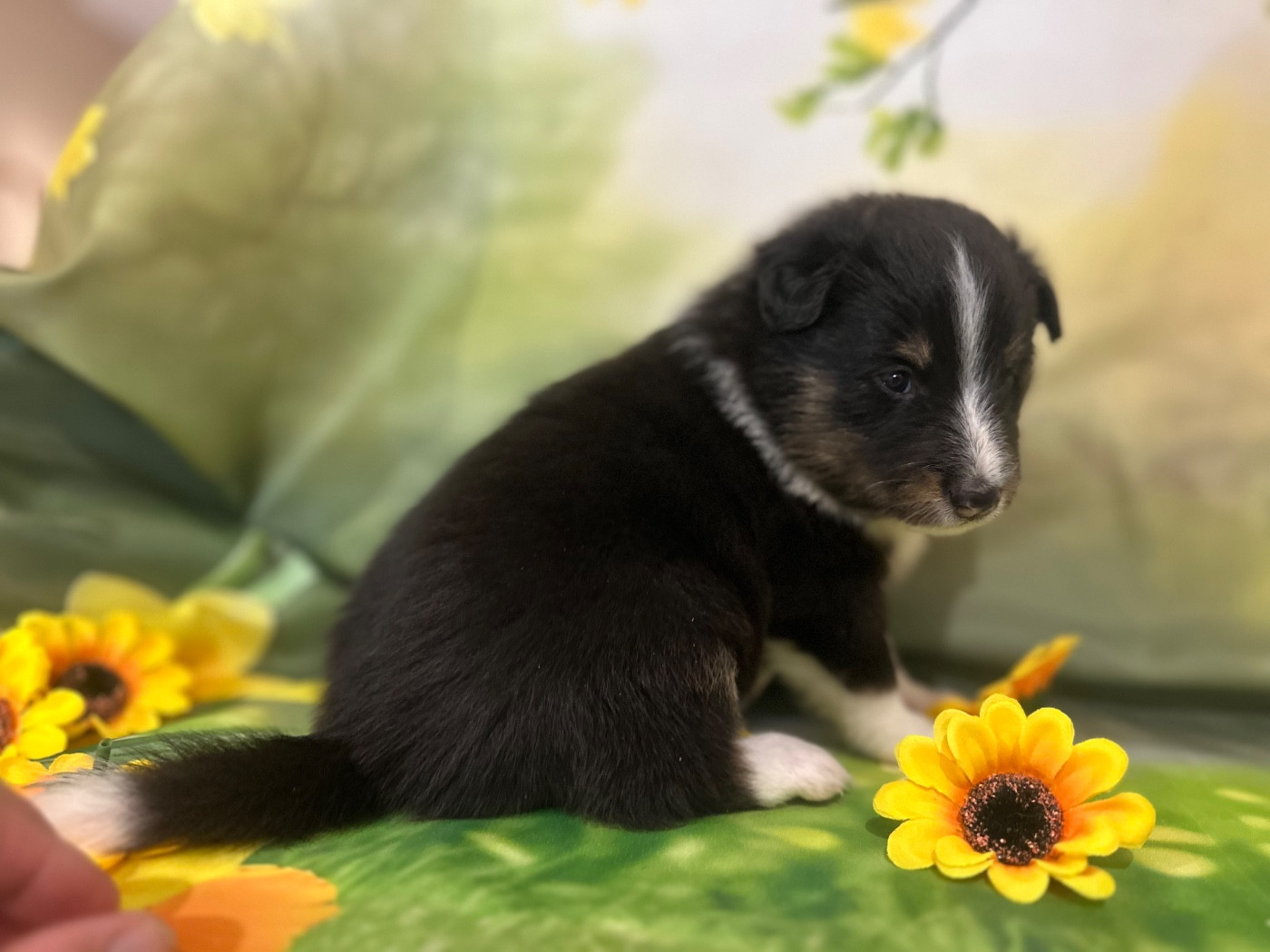De La Forêt De Milassya - Chiots disponibles - Shetland Sheepdog