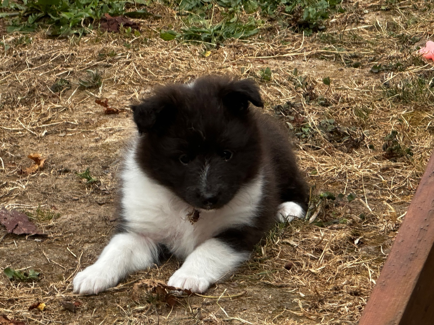 De La Forêt De Milassya - Chiots disponibles - Shetland Sheepdog