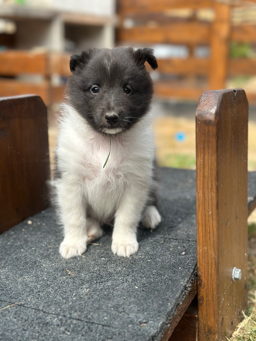 De La Forêt De Milassya - Chiots disponibles - Shetland Sheepdog