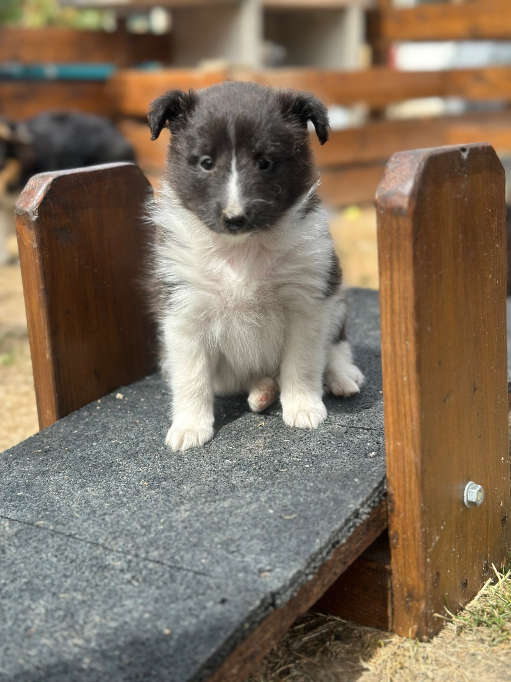 De La Forêt De Milassya - Chiots disponibles - Shetland Sheepdog