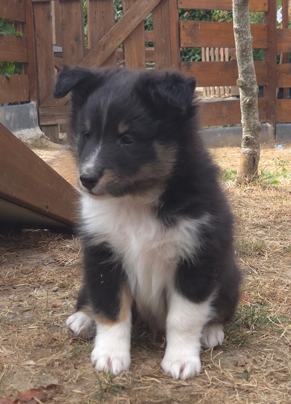 De La Forêt De Milassya - Chiots disponibles - Shetland Sheepdog