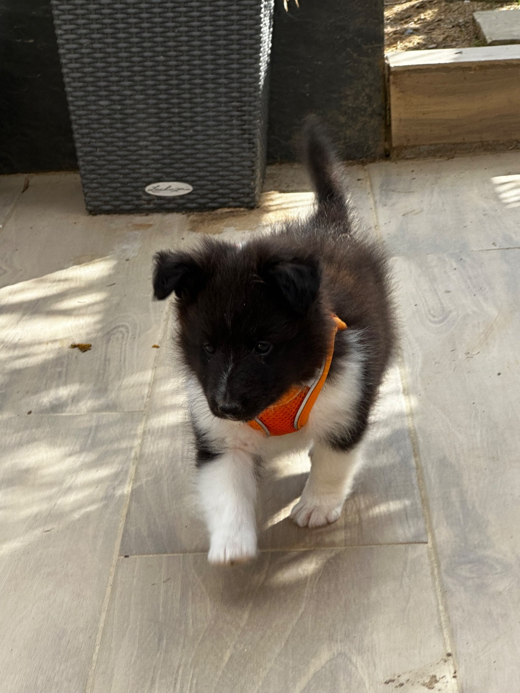 De La Forêt De Milassya - Chiots disponibles - Shetland Sheepdog