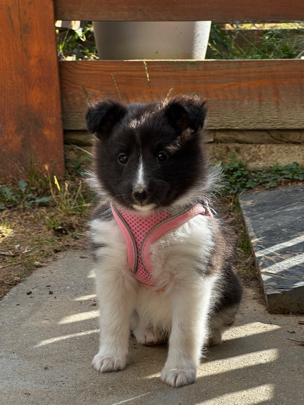 De La Forêt De Milassya - Chiots disponibles - Shetland Sheepdog