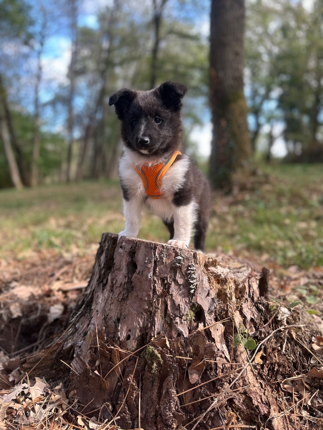 De La Forêt De Milassya - Chiots disponibles - Shetland Sheepdog