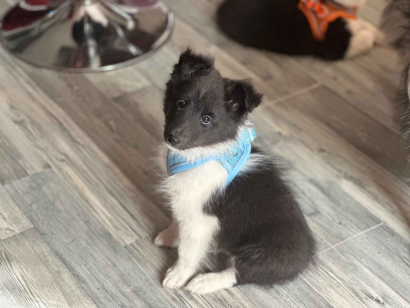 De La Forêt De Milassya - Chiots disponibles - Shetland Sheepdog