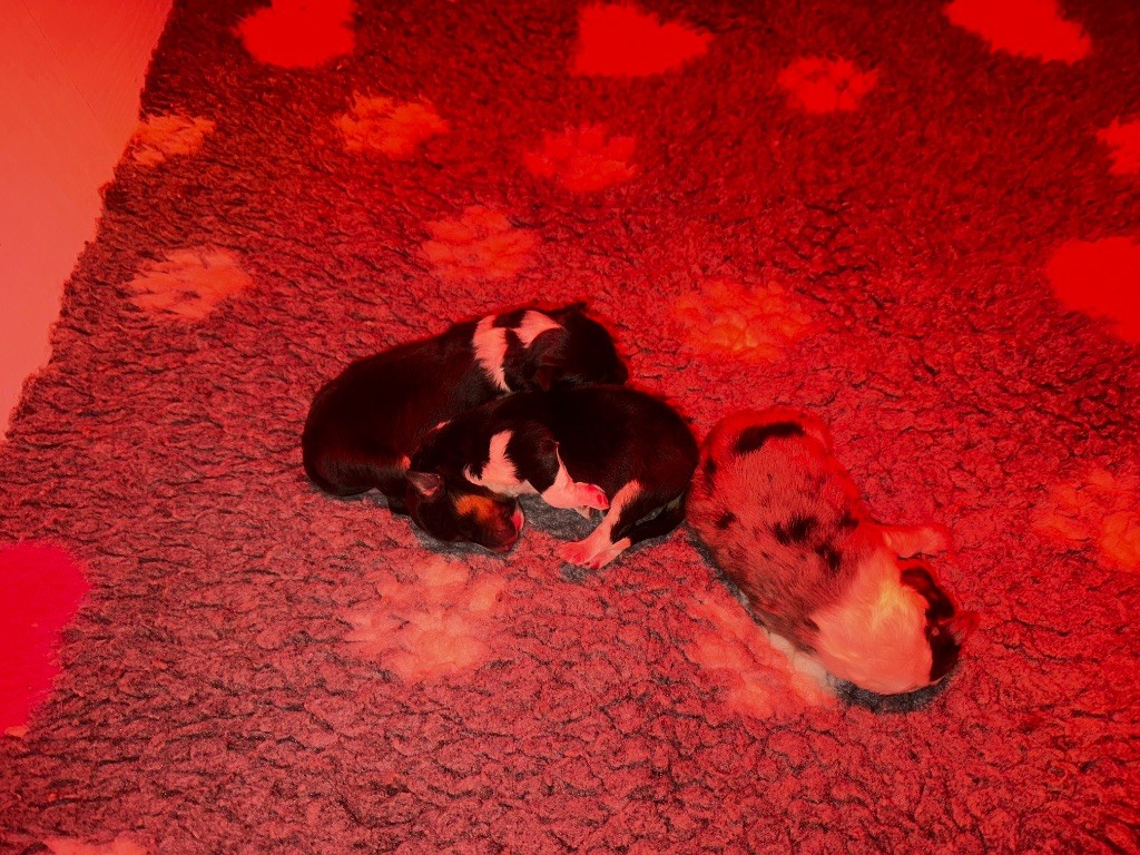 De La Forêt De Milassya - Shetland Sheepdog - Portée née le 21/02/2025