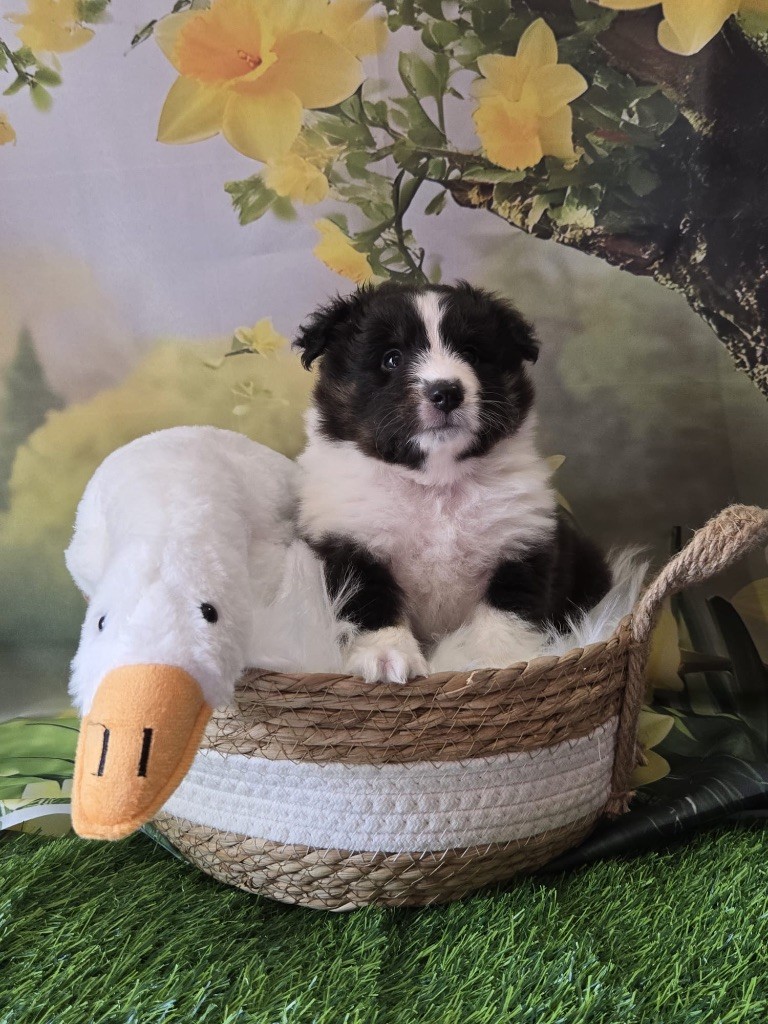 De La Forêt De Milassya - Chiots disponibles - Shetland Sheepdog