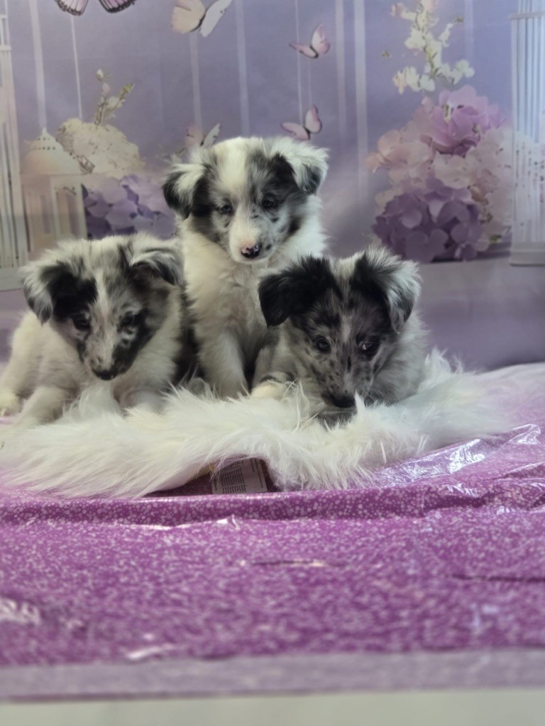 De La Forêt De Milassya - Shetland Sheepdog - Portée née le 03/09/2025