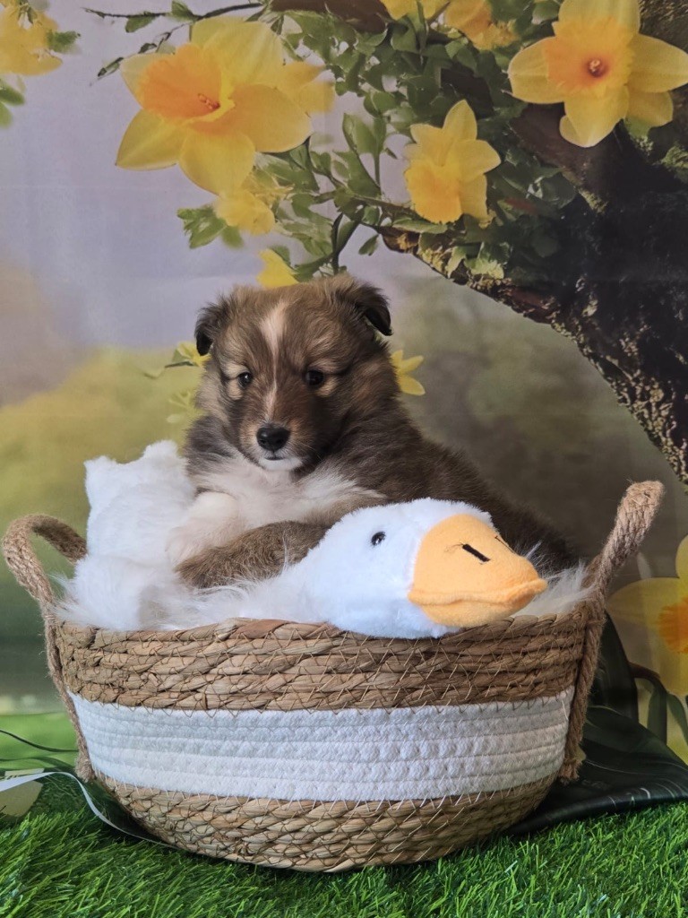 De La Forêt De Milassya - Chiots disponibles - Shetland Sheepdog